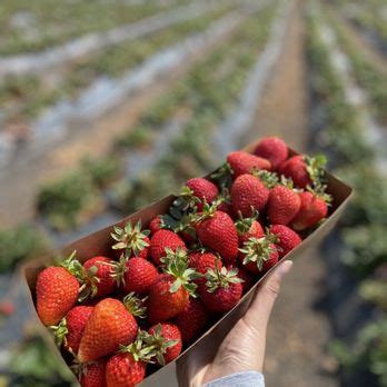 hublot orchard|TOP 10 BEST Fruit Picking in Fremont, CA .